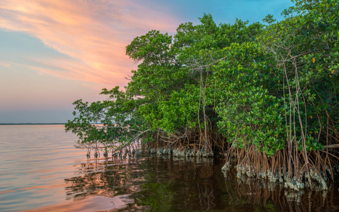 Oysters grow on the mangrove coastline of Charlotte Harbor Estuary near Punta Gorda, Florida located on the Gulf of Mexico.  Charlotte Harbor– a site selected for oyster reef restoration–has been identified by the Conservancy as a priority area that pla