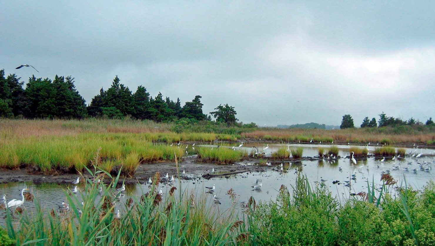 Identifying Living Shorelines for a Changing Coast