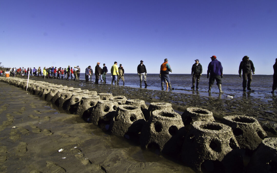 Some 545 volunteers that came out to Mobile Bay in Alabama to help restore the Gulf of Mexico. During the course of this weekend event, the volunteers worked alongside Conservancy scientists and partners to construct nearly one kilometer of oyster reef as