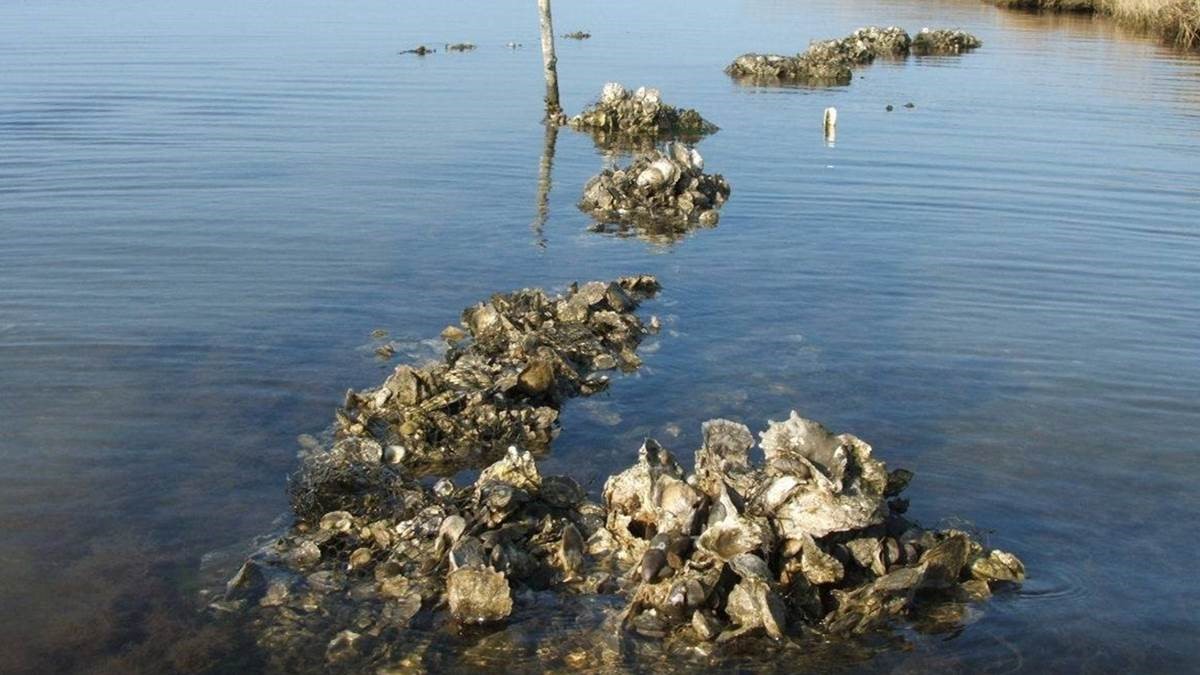 Restoration Explorer focuses on oysters