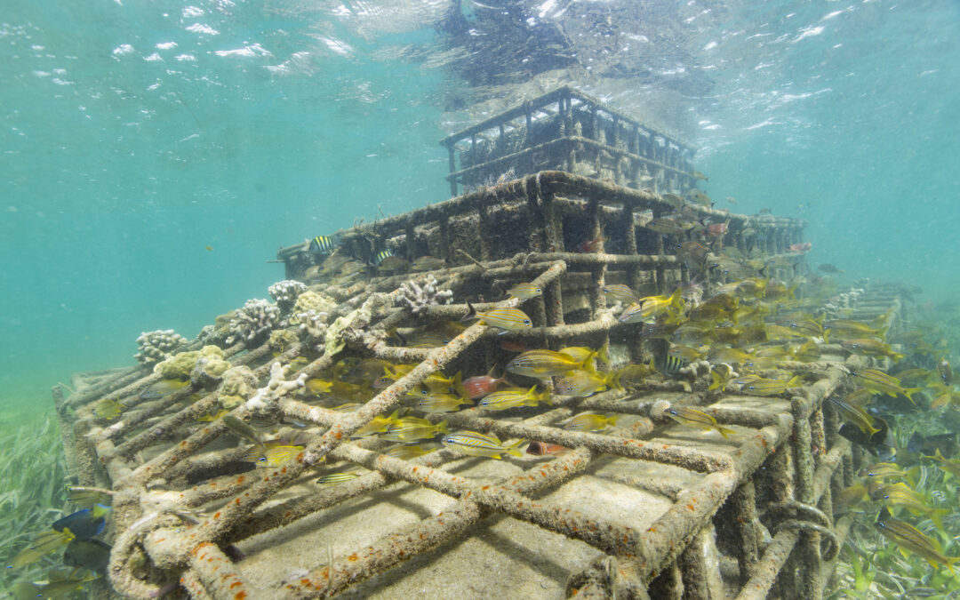 Pilot hybrid or ‘artificial’ reef structures, built with steel cages and filled with stones and cement, were installed in 2015 in Grenville Bay, Grenada to protect a vulnerable coastline from strong wave action and the impacts from climate change, such as