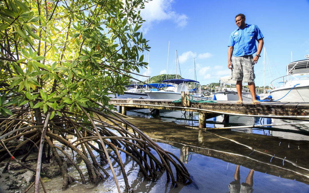 Marine Biology student Jerry Enoe watching the last mangrove standing at Grenada Yacht Club.
