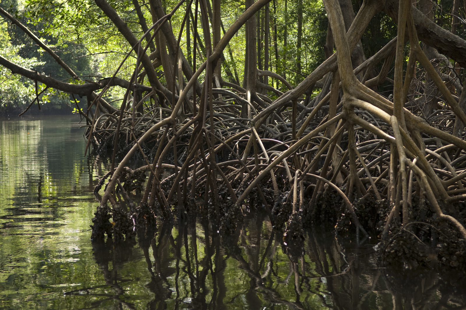 The Global Value of Mangroves for Risk Reduction