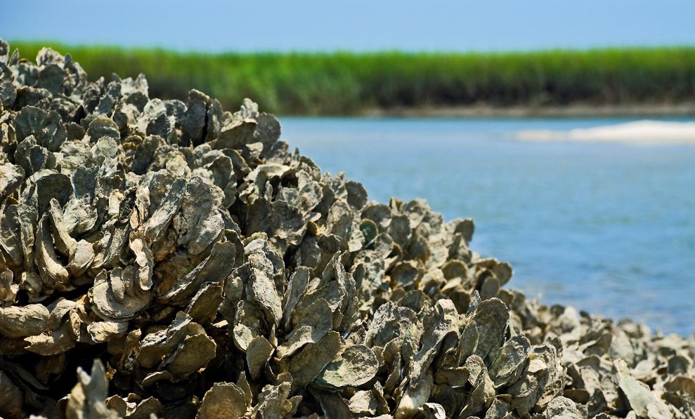 Protecting North Carolina’s Coast with Oyster Reefs